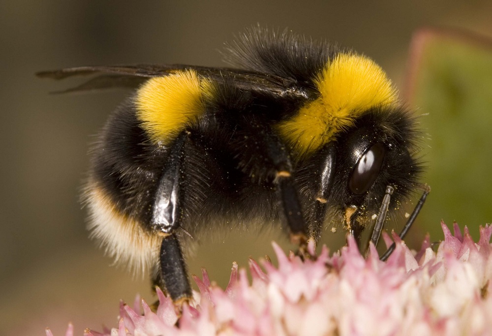 3dプリントされたミツバチの巣による生態系保護活動 Sharelab News