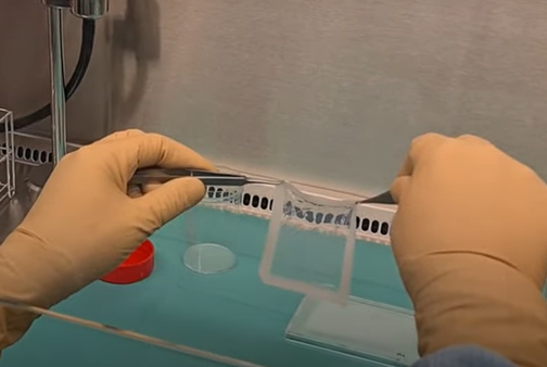 Poietis社のバイオプリンターで製造された移植用人工皮膚。向こう側がはっきり透けるほど薄い