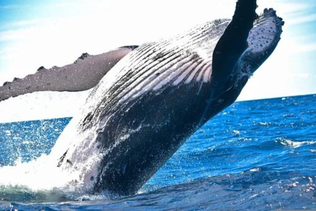 whalepass