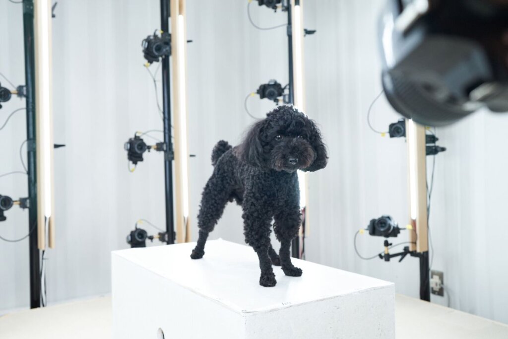 pet&3D