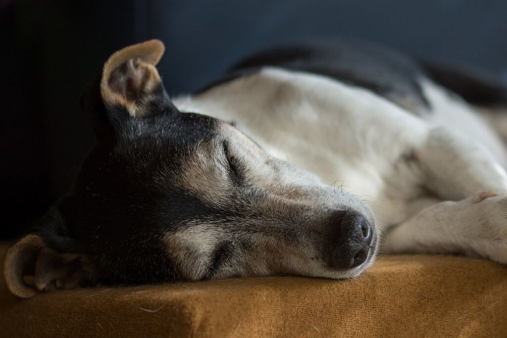 犬