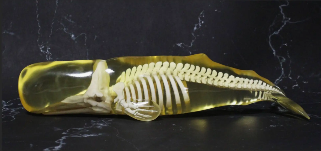 吉本アートファクトリー社が作製したマッコウクジラの3Dモデル／出典：吉本アートファクトリー社