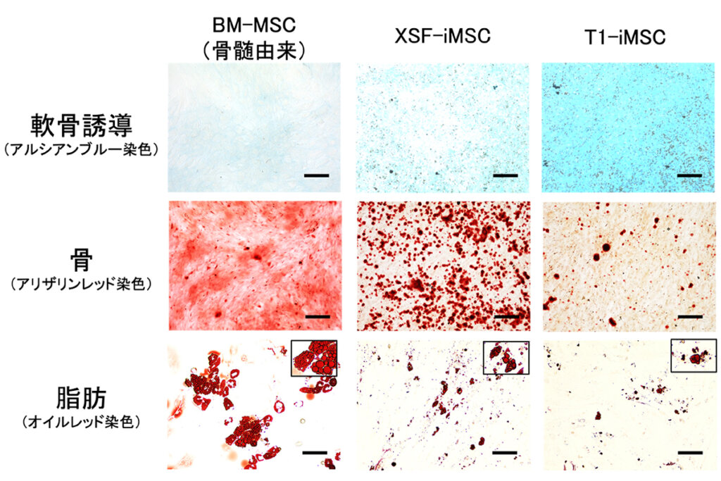Fig. 1 各MSCの軟骨への分化能の比較