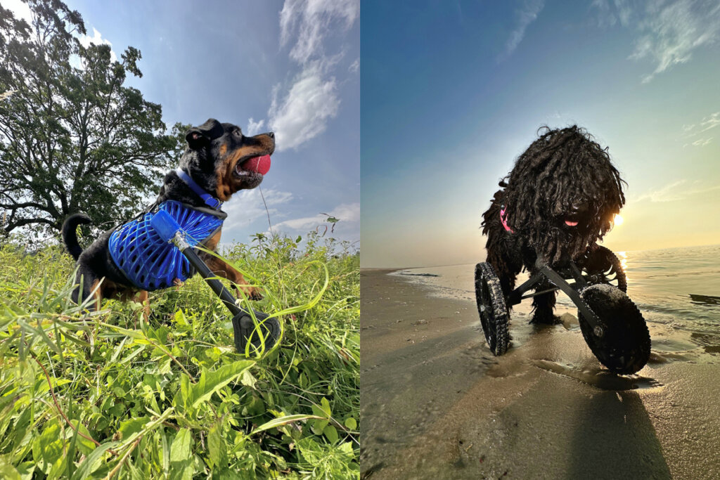 3D Petsの義足とカート