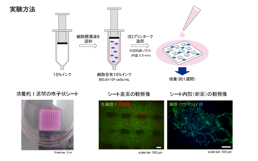 細胞含有3D構造体の造形と培養：15%インクを調製後、細胞懸濁液と混ぜ合わせ、細胞含有10%インクを調製した。これを用いて、格子形状シート構造を造形し、培養を行った。約1週間後も造形物の形状は維持できており、造形物内に細胞が局在し、生存していることが確認された。
