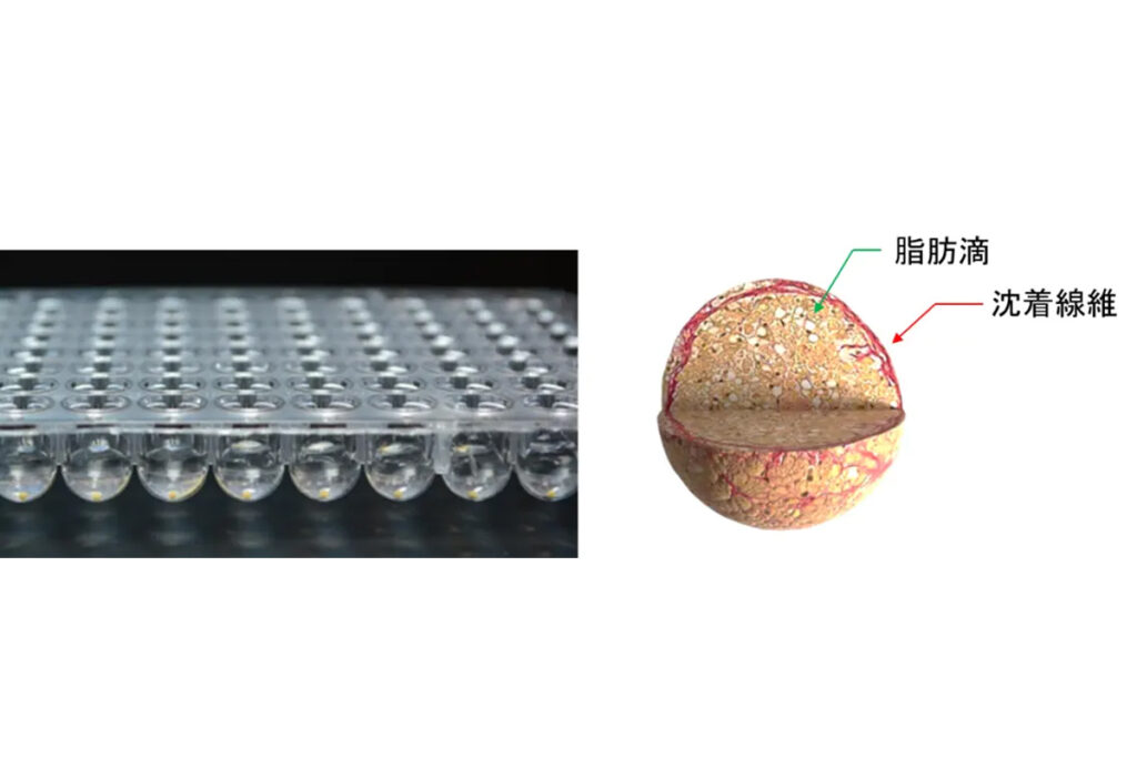 「ヒト3Dミニ肝臓®/疾患モデル」の製品外観（96ウェルプレート入り；左）と模式図（右）出典：サイフューズ