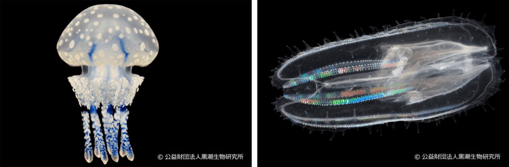 出典:一般社団法人日本3D教育協会(画像提供:黒潮生物研究所)