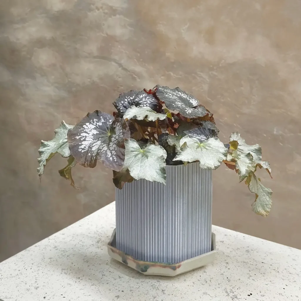 「with Antique」 服部 充紘（出典：くにたちビジネスサポートセンターKuni-Biz）