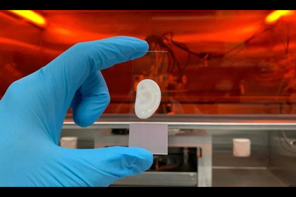 ヒトの耳軟骨細胞とバイオインクを用いて3Dプリンターで作製された人工耳。（出典：Philipp Fisch／ETH Zurich）