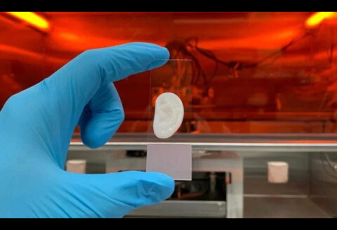 ヒトの耳軟骨細胞とバイオインクを用いて3Dプリンターで作製された人工耳。（出典：Philipp Fisch／ETH Zurich）