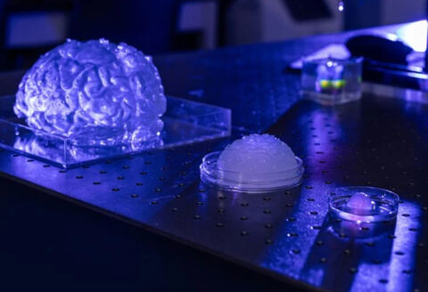 出典：Abbie Lankitus、ミズーリ大学