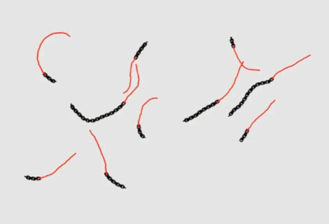 出典：University of Leiden / Daniela Kraft