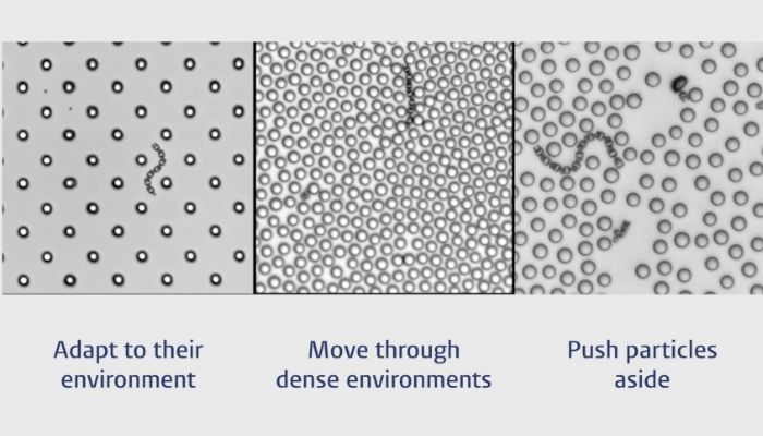 マイクロロボットは異なる環境条件に適応して移動する。（出典：University of Leiden / Daniela Kraft）