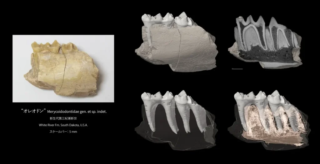 Molcer Plus ver. 2.0を用いて歯を抽出した、哺乳類の顎骨化石のCT画像による3Dモデル。（出典：ホワイトラビット）