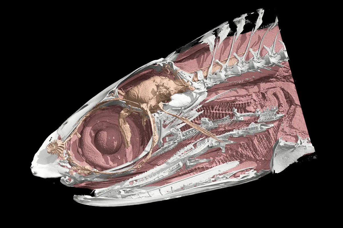 White Rabbit releases Molcer Plus ver. 2.0 with enhanced CT segmentation for AM quality control